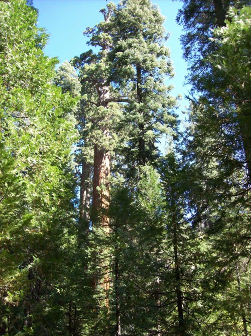 Redwoods in Nelder Grove 