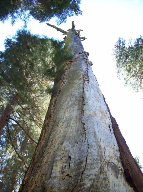 Verticle dead redwood in Nelder Grove 