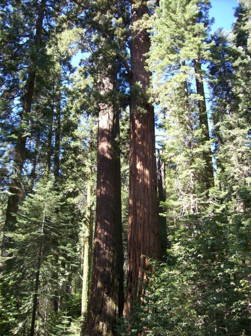REdwoods in Nelder Grove 