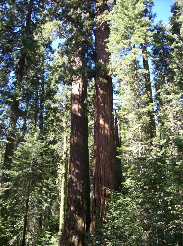 REdwoods in Nelder Grove 