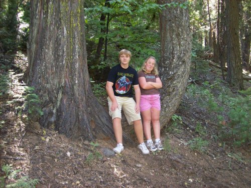 Kids sitting on siamese trees 