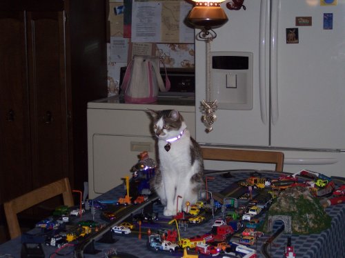 More catzilla 