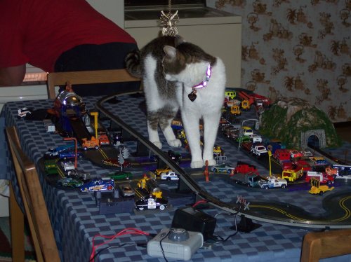 Catzilla strikes again 