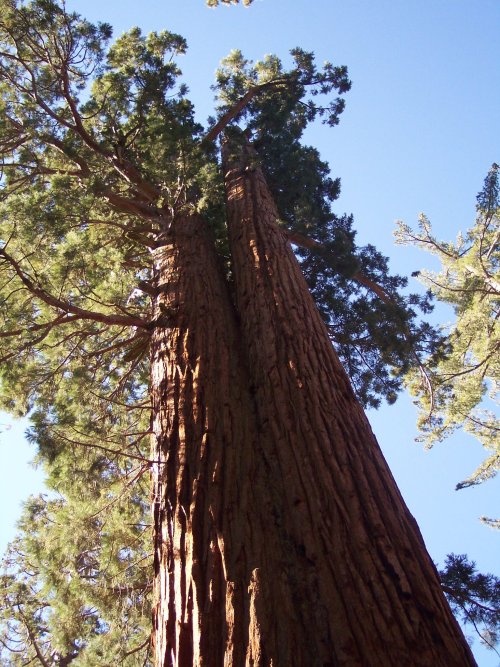 Big Tree's in Yosemite 