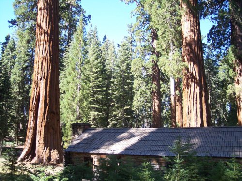 Museum at Big Tree's in Yosemite 