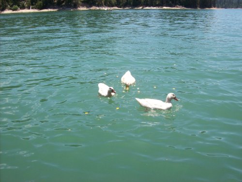 White ducks 