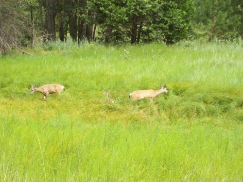 Deer in Yosemite Valley 