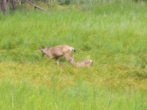 Doe & fawn 