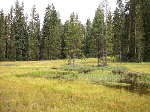 Meadow on Glacier Point road 