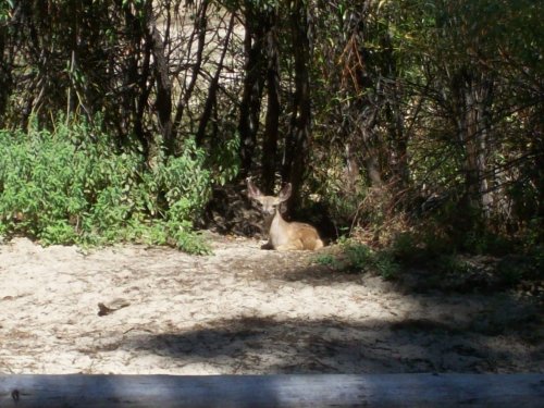 Fawn relaxing 