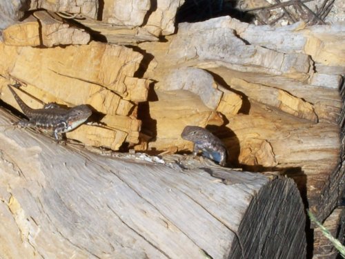 Lizards watching us 