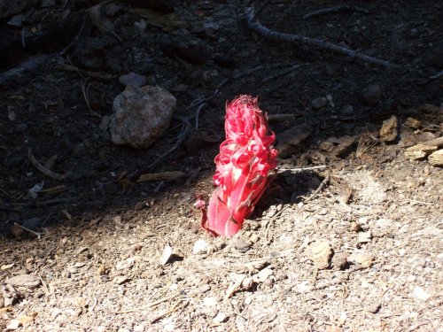 Snow plant 