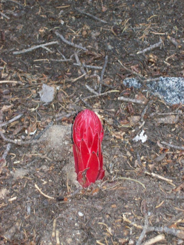 Snow flower 