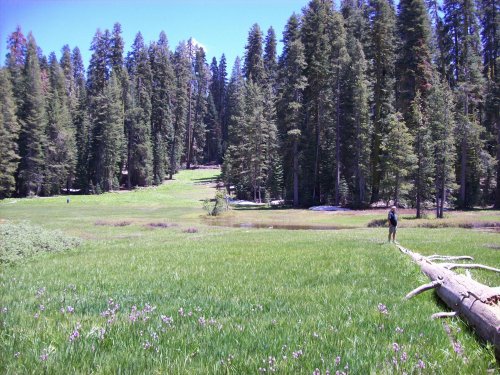 Meadow on glacier Point road 