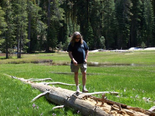 Dad walking on log 