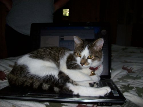 JC on computer trying to upload pictures. 