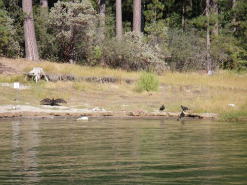 Vultures by the shore 