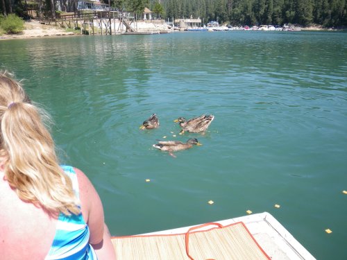 Ducks enjoying crackers 