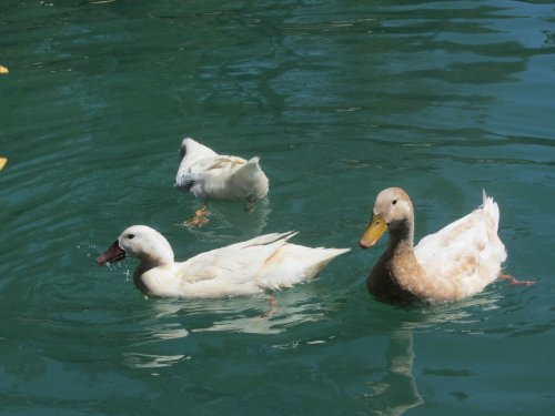 Ducks eating crackers 