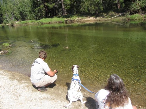 Duck in river taunting dogs 