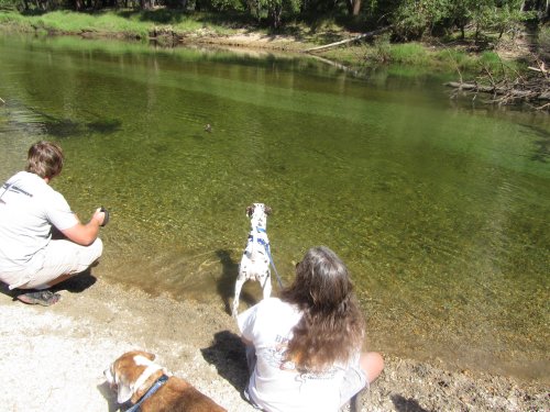 Duck in river taunting dogs 