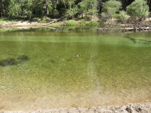 Duck in river 