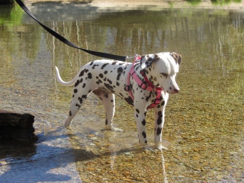 Dixie eying the rocks 