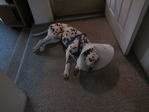 Lucky wearing  the cone of shame 