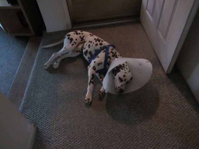 Lucky wearing  the cone of shame 