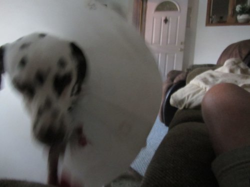 Lucky wearing  the cone of shame 