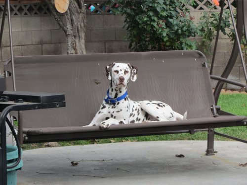 Lucky in patio swing 
