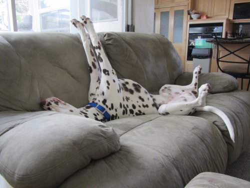 Lucky relaxing on couch 