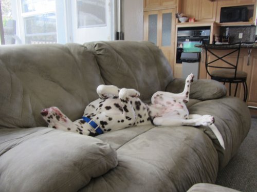 Lucky relaxing on couch 