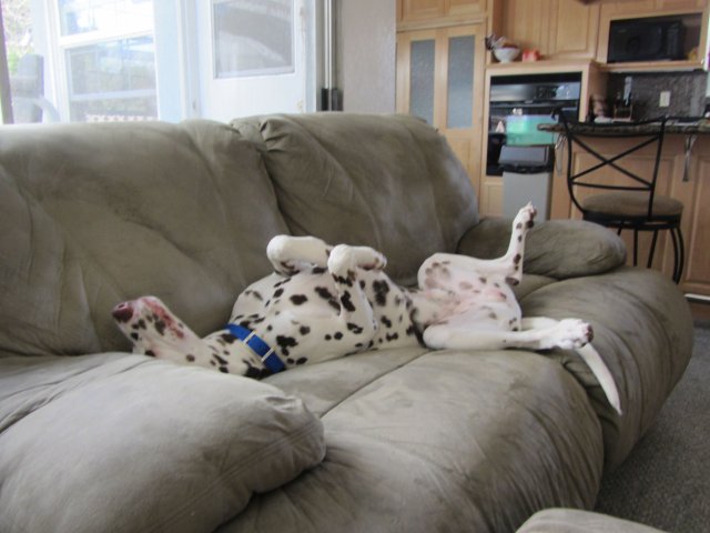 Lucky relaxing on couch 