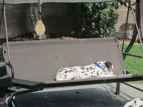 Lucky on patio swing 