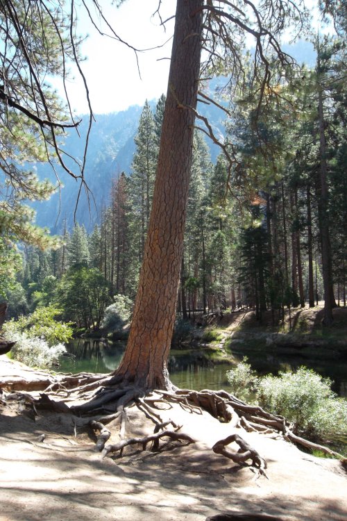 Interesting tree by Merced River 