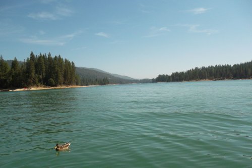 Duck on calm lake 