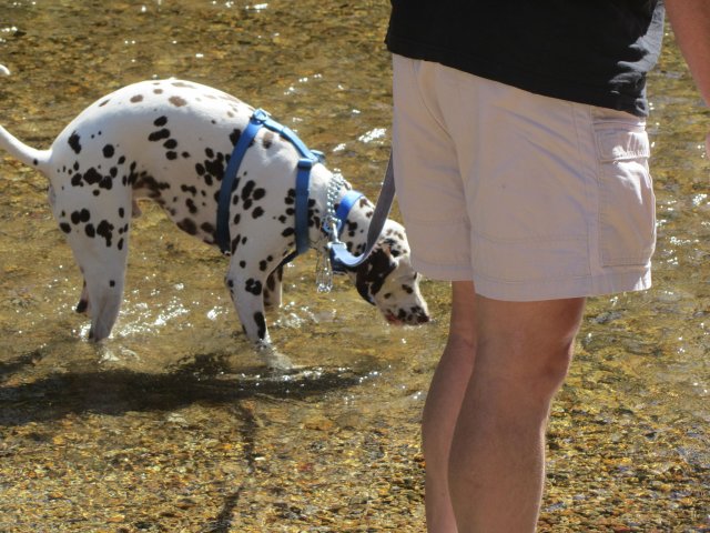 Lucky getting a drink 