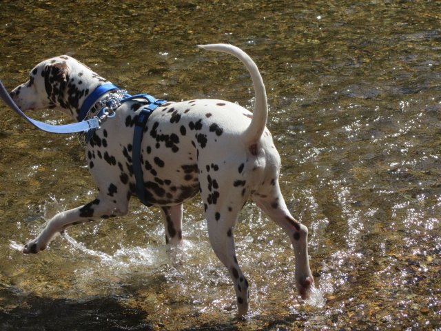 Lucky splashing 