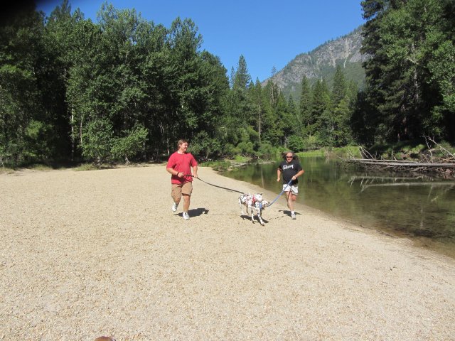 Guys and dogs running 