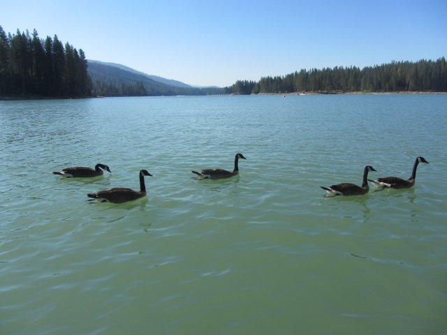 Geese cruising by the dock 