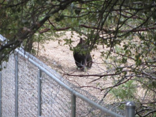 South end of a northbound bear by our cabin 