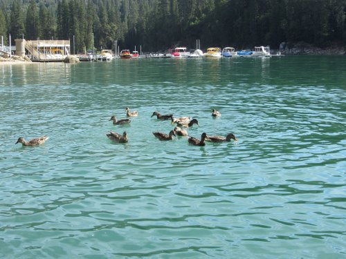 Lots of ducks 