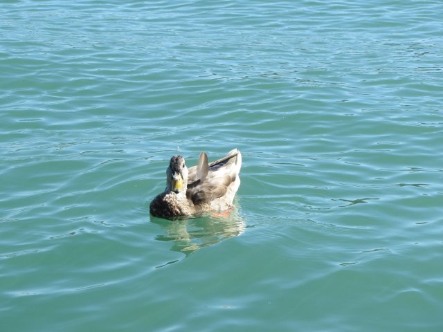 duck at the dock 