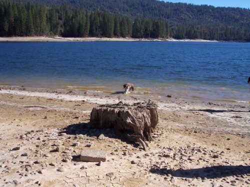 Ducks on Merced river 
