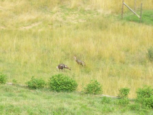Wild turkeys 