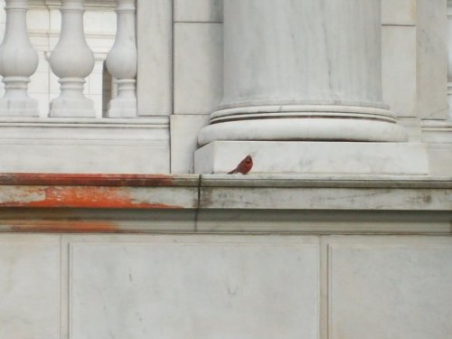 Cardinal on monument 