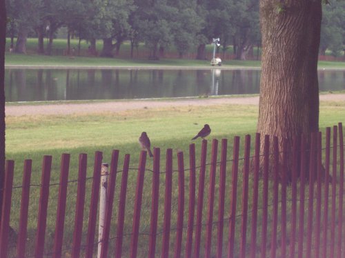 Robins 