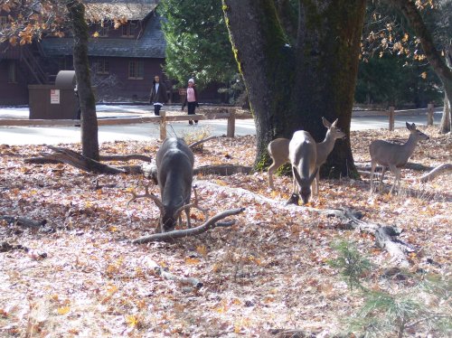 Deer on trail to Yosemite falls 