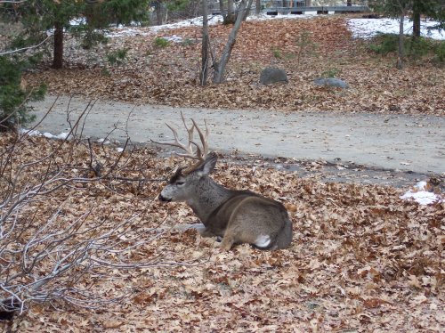 Mom at her birthday lunch 
